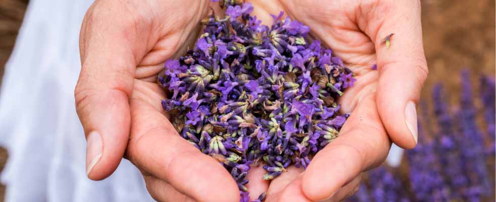 Person with handful of lavender buds